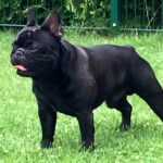 Exquisite Pitt French Bulldog of Rodau