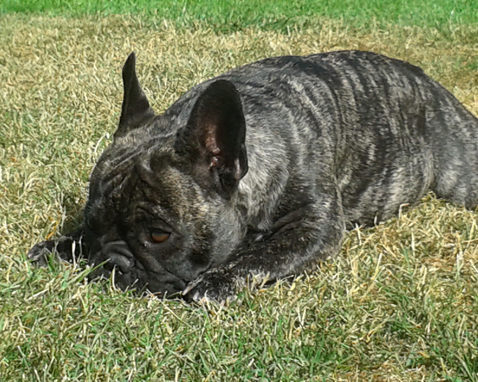 Rasseportrait Französische Bulldoggen Verein Deutschland e.V.