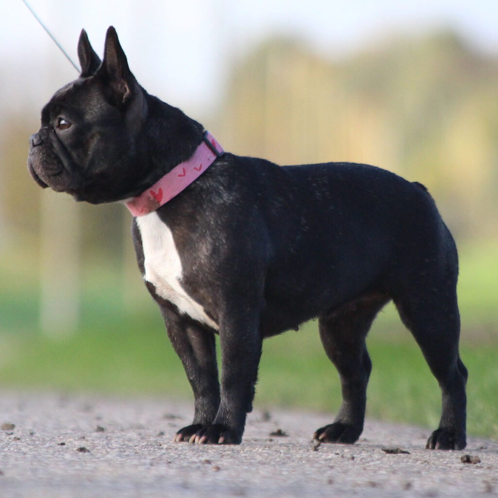 Rasseportrait Französische Bulldoggen Verein Deutschland e.V.