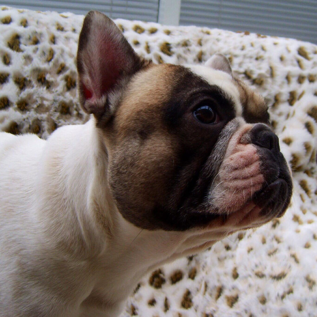 Rasseportrait Französische Bulldoggen Verein Deutschland e.V.