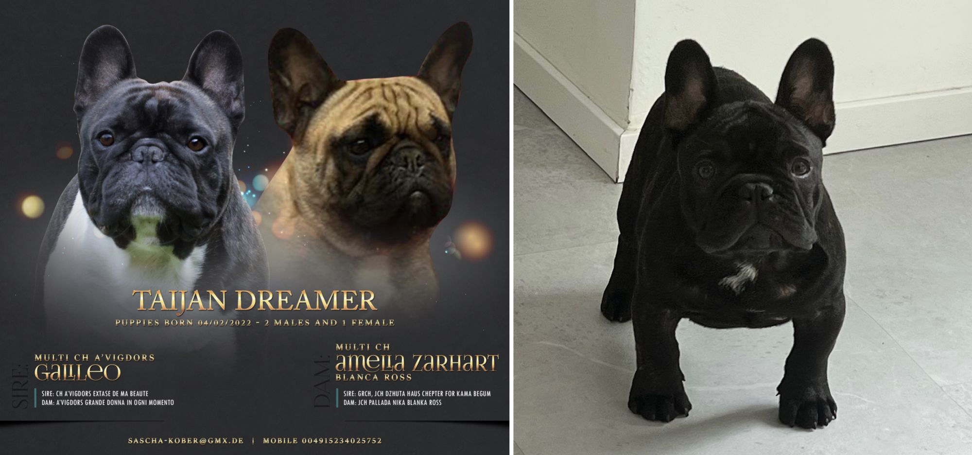 Ein neuer Wurf im Zwinger “Taijan Dreamer”